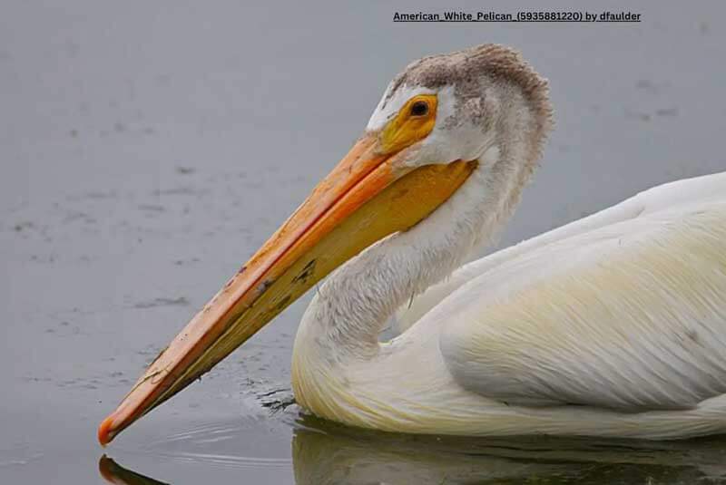 side view of american white pelican in water