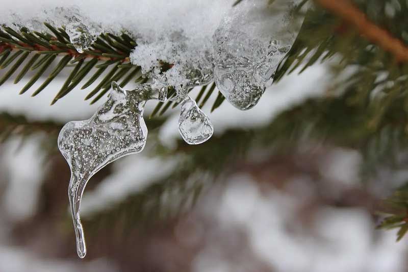 horizontal pine twig with snow that has melted and refrozen