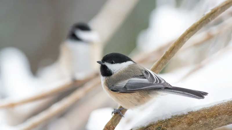 black capped chickadee on branch with snow