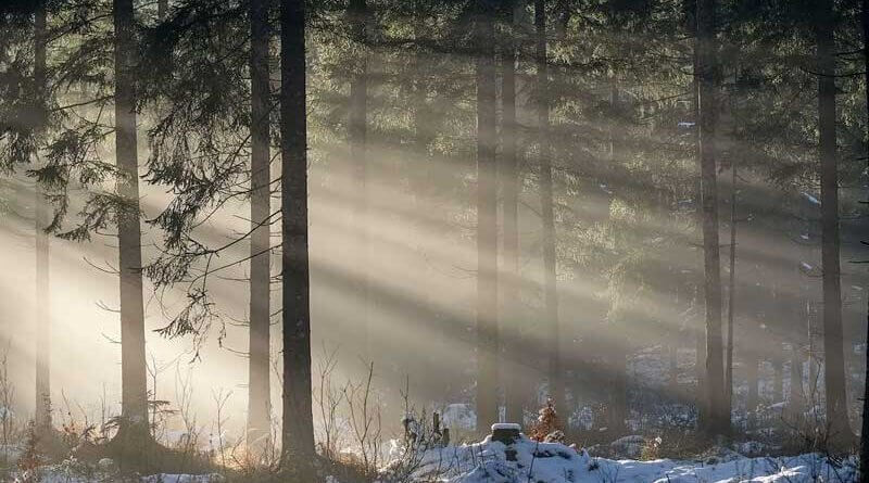 sun shining through pine forest in winter