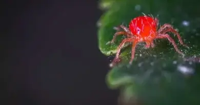 closeup of red spider mite on green plant leaf