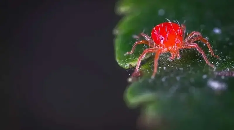 closeup of red spider mite on green plant leaf