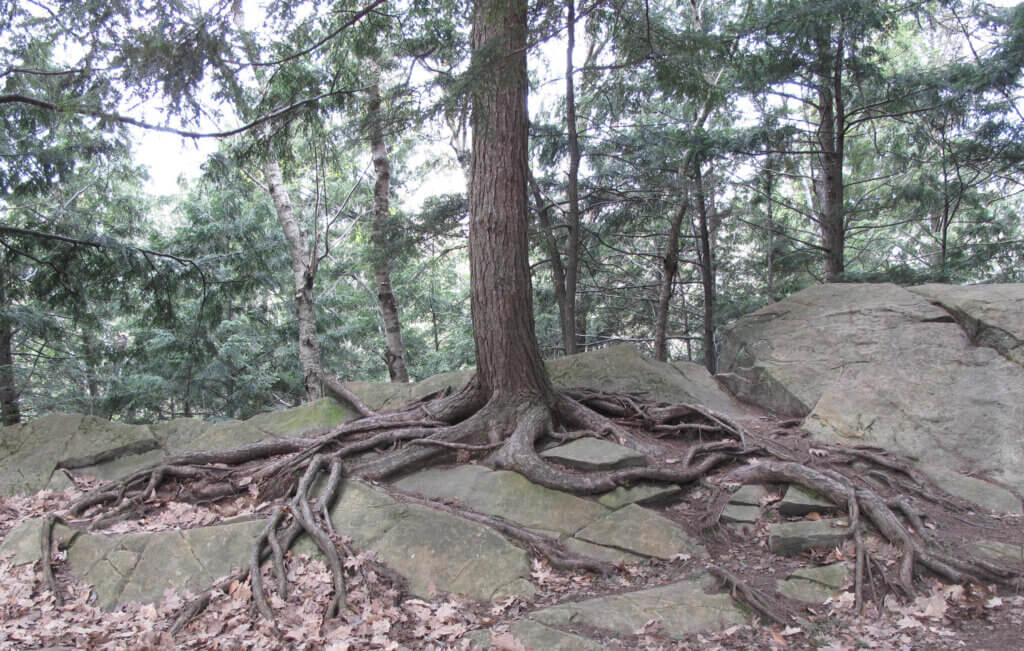 Base of an eastern hemlock growing on rocks.