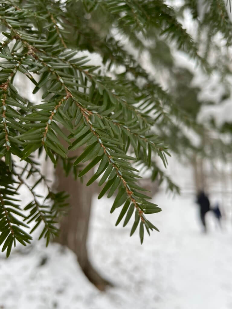 Eastern hemlockcovered in snow