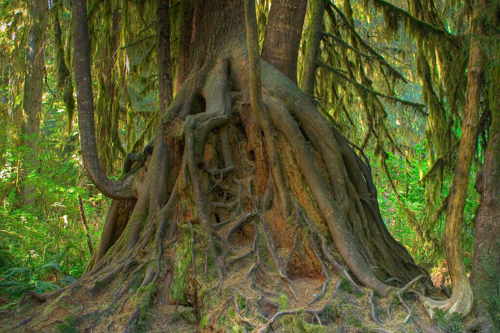 Western hemlock growing on a stump.