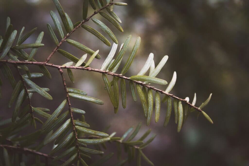 branch of a Hemlock tree