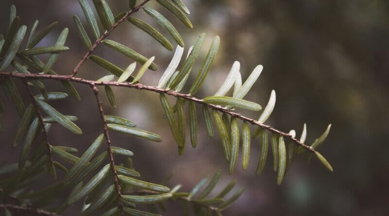 branch of a Hemlock tree