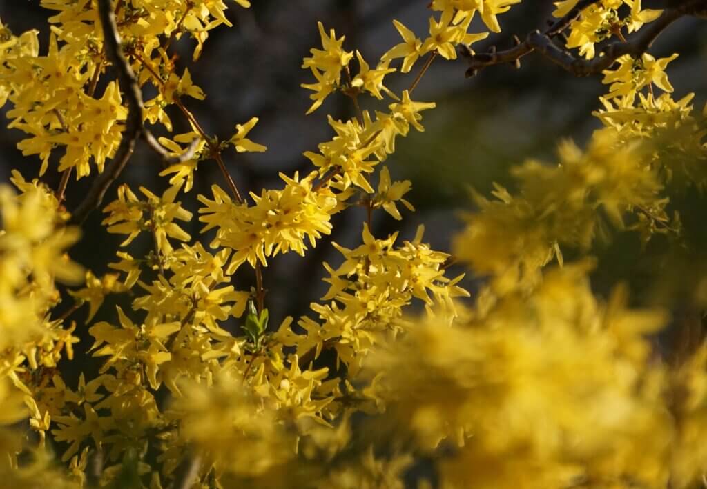 Forsythia flower in bloom