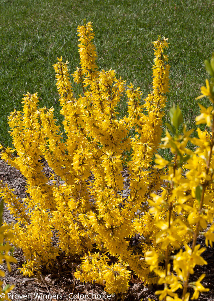 Forsythia. courtesy of Proven Winners
