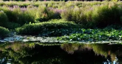 10 neat things about invasive plants