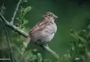10 neat things about sparrows