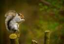 Squirrel eating in a branch