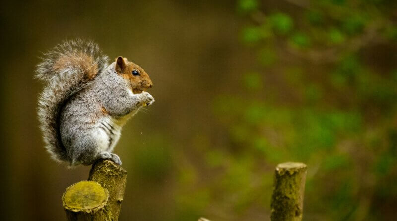 Squirrel eating in a branch