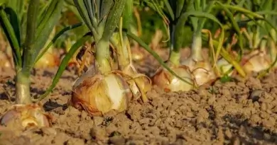 10 Neat Things about Onions