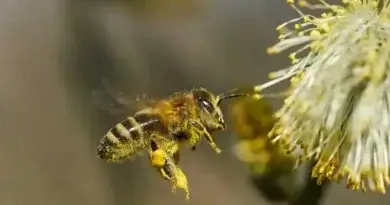 10 Neat Things about early food for bees