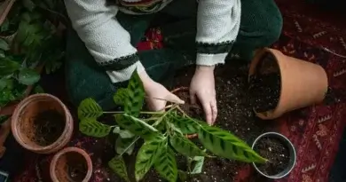 10 neat things about common garden advice that doesn’t hold up