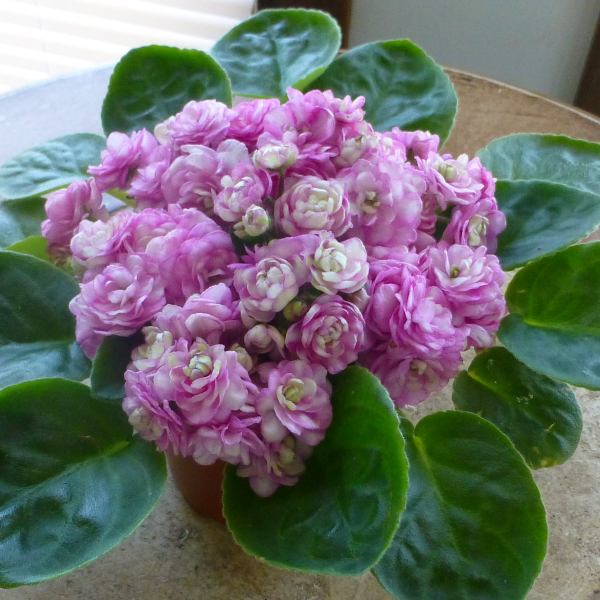 African violets01