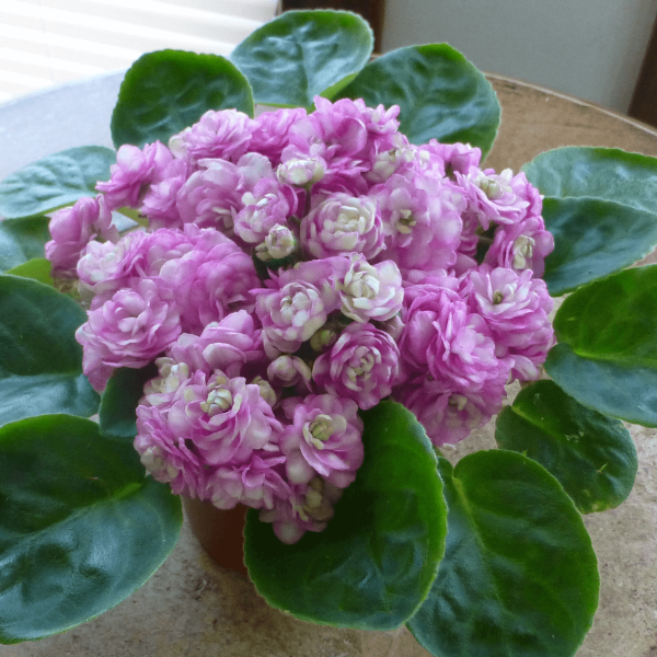 African violets01