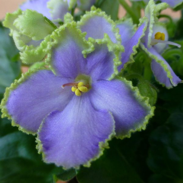 African violets02