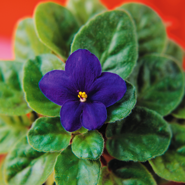 African violets03
