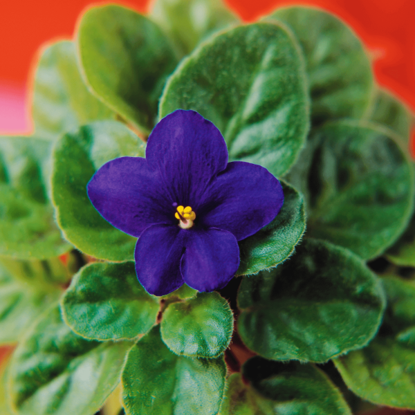 African violets03