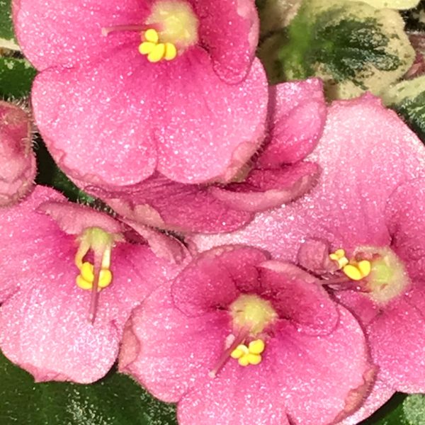 African violets04