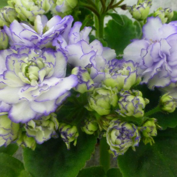 African violets05