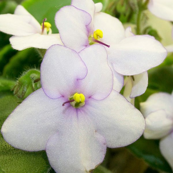 African violets06