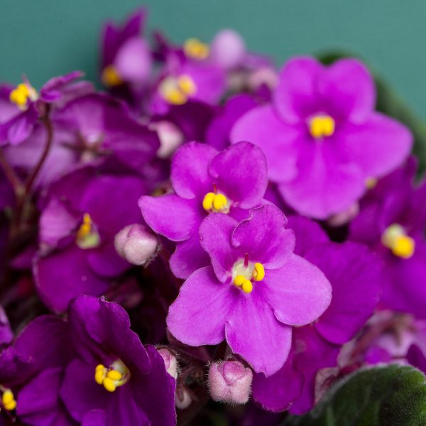 Flowering Saintpaulias, commonly known as African violet. Selective focus.