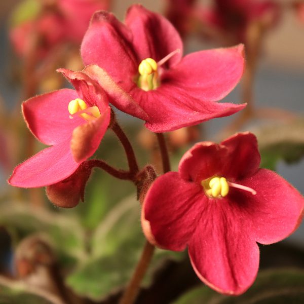 African violets08