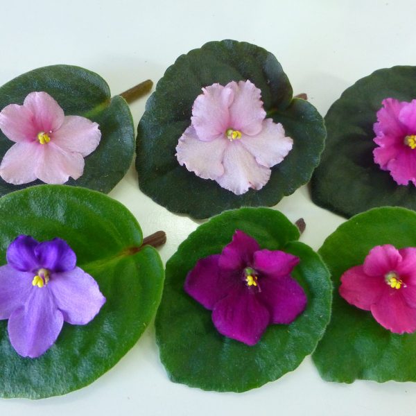 African violets09