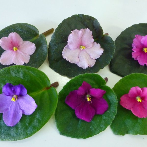 African violets09