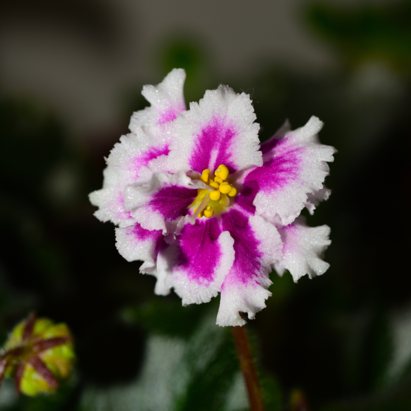 African violets10