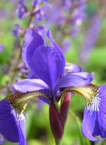 Iris