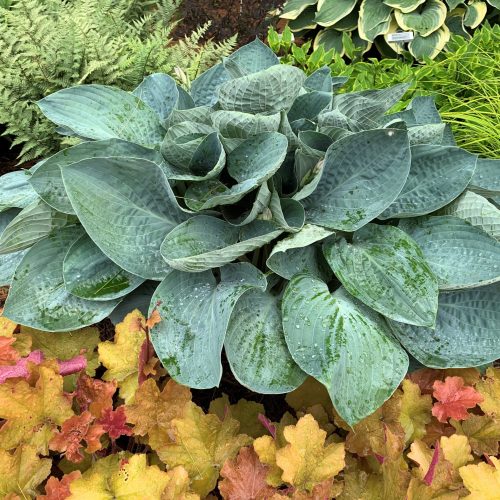 Hosta Above the Clouds. Walters Garden