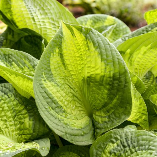 Hosta Brother. Stefan