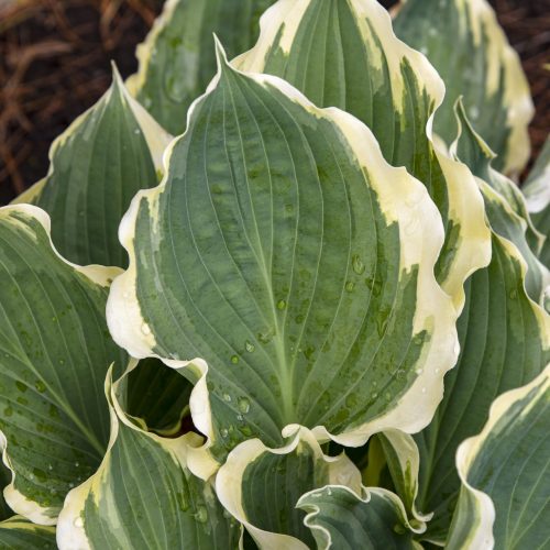 Hosta Hope Springs Eternal Walters Gardens