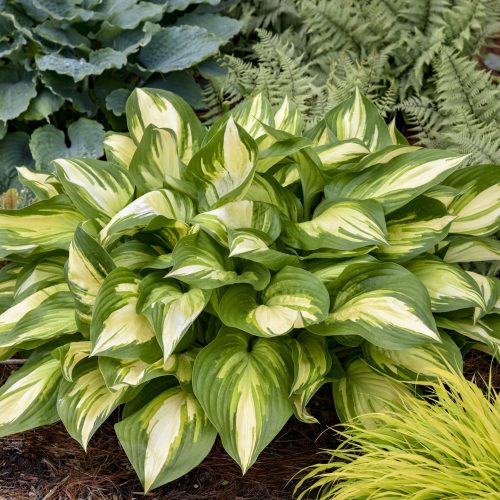 Hosta Miss America Walters Gardens