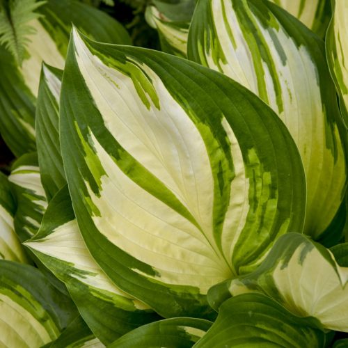 Hosta Miss America. Walters Gardens.