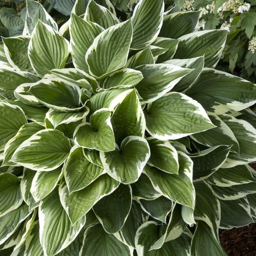 Hosta francee