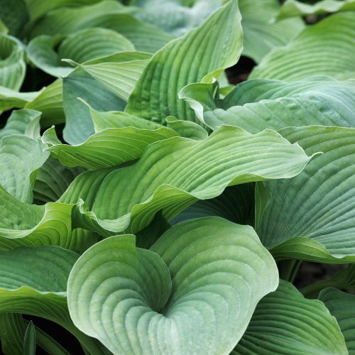 Hosta Blue Angel