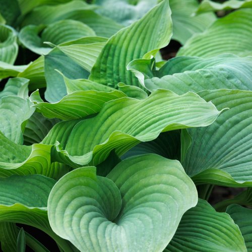 Hosta Blue Angel