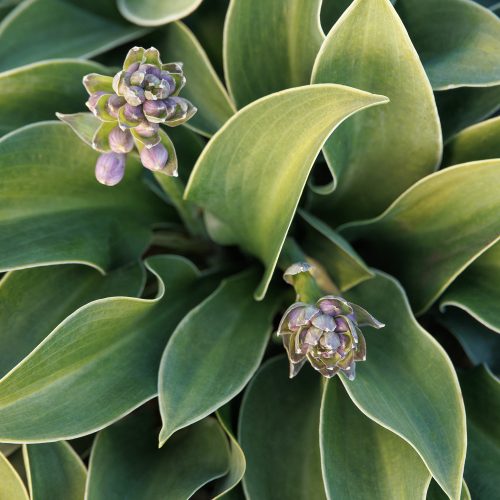 Hosta x Blue Mouse Ears. Photo courtesy Doreen Wynja Monrovia.