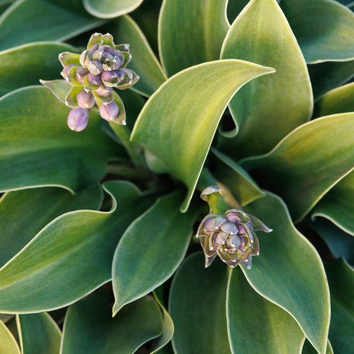 Hosta x Blue Mouse Ears. Photo courtesy Doreen Wynja Monrovia.