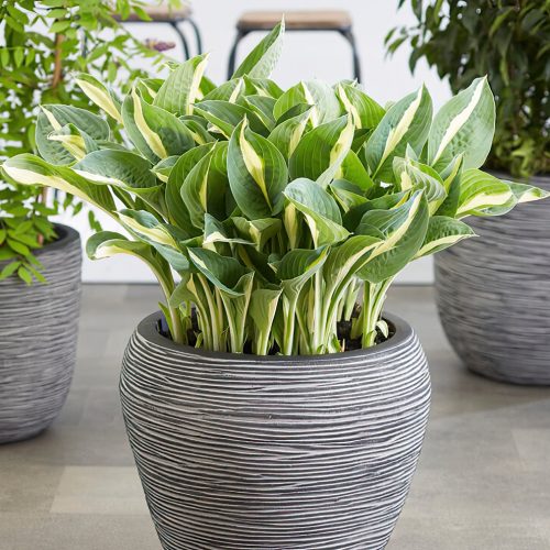 Hosta Whirley Pop Dutch Grown
