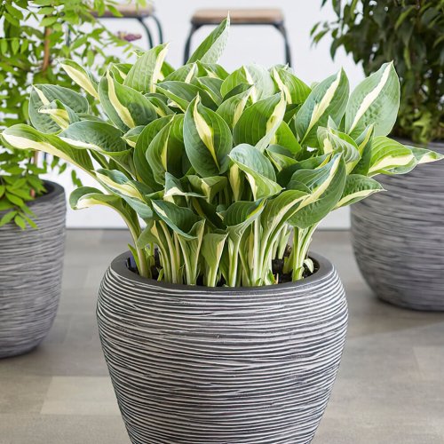 Hosta Whirley Pop Dutch Grown