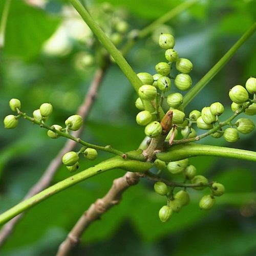 Toxicodendron_radicans_syn._Rhus_radicans_Sumak_pnący_2020-08-07_02