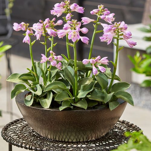 Hosta flower