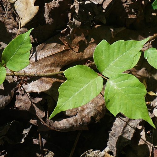 poison-ivy-1