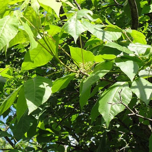 poison-ivy-2